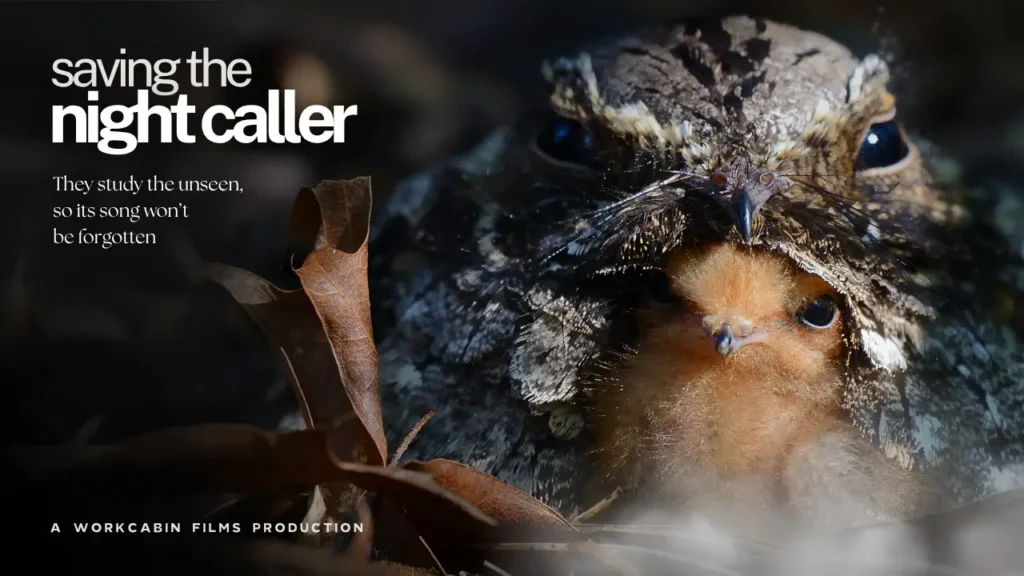 Saving The Night Caller documentary about Eastern Whip-poor-will