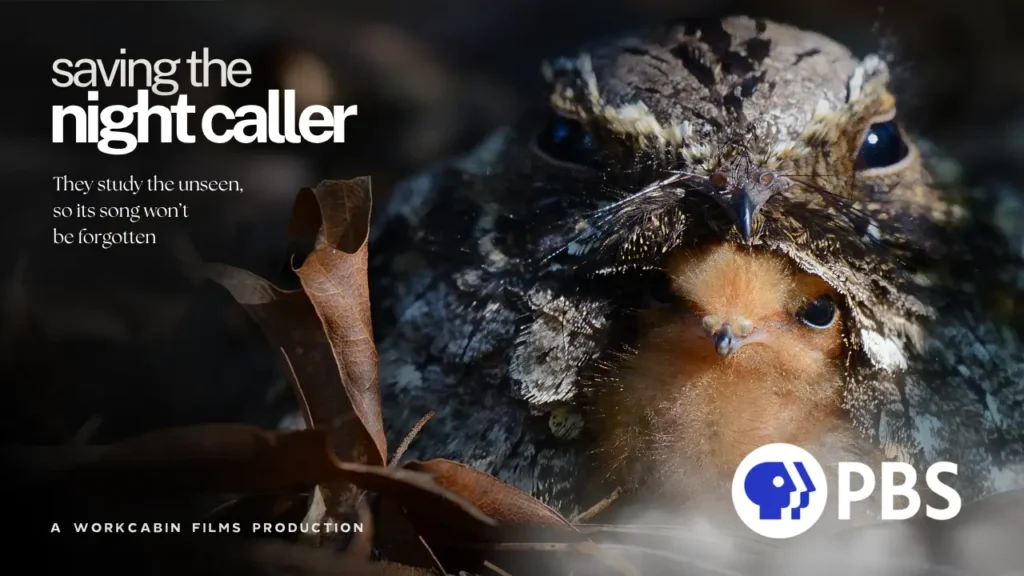 Saving The Night Caller Documentary about the Eastern Whip-poor-will
