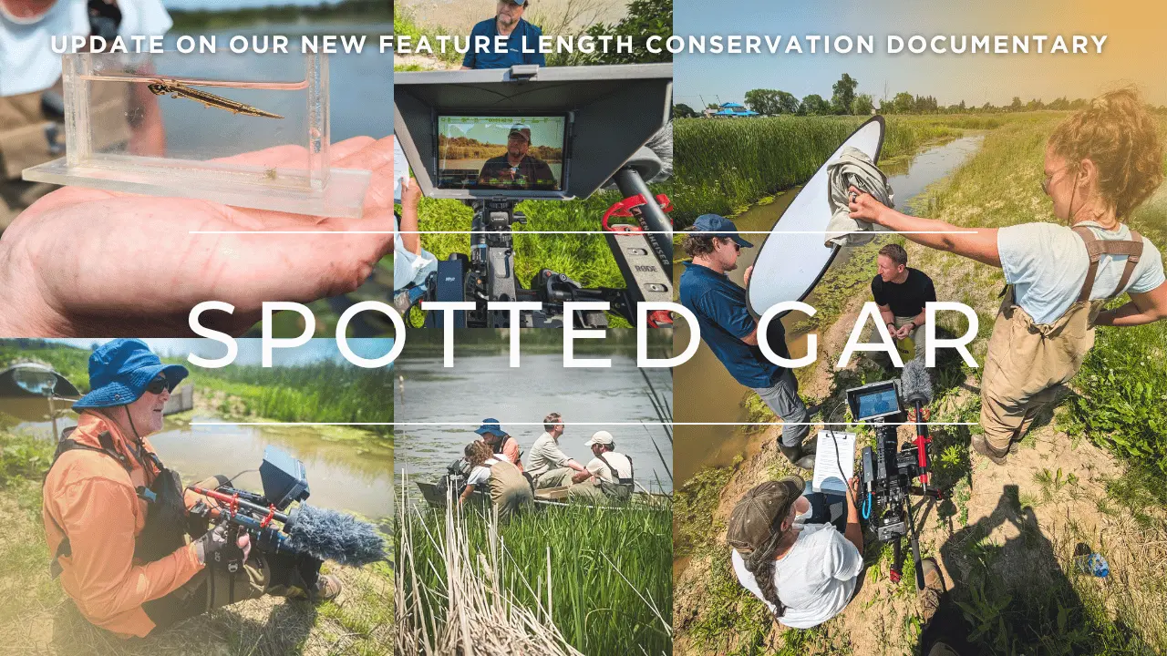 Researchers conduct fieldwork to study Spotted Gar populations in Lake Erie wetlands, helping support conservation and recovery efforts for this species at risk in Canada.