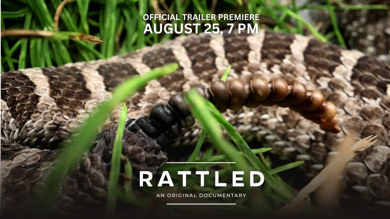The official trailer for Rattled premieres August 25 at 7 p.m. ET. The feature documentary explores the Eastern Massasauga Rattlesnake and the fight to protect Ontario's Wainfleet Bog.